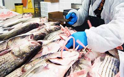 海鮮水產冷庫的建造及設計要點! 海鮮水產冷庫的建造及設計要點!